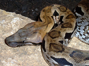 Acrantophis madagascariensis